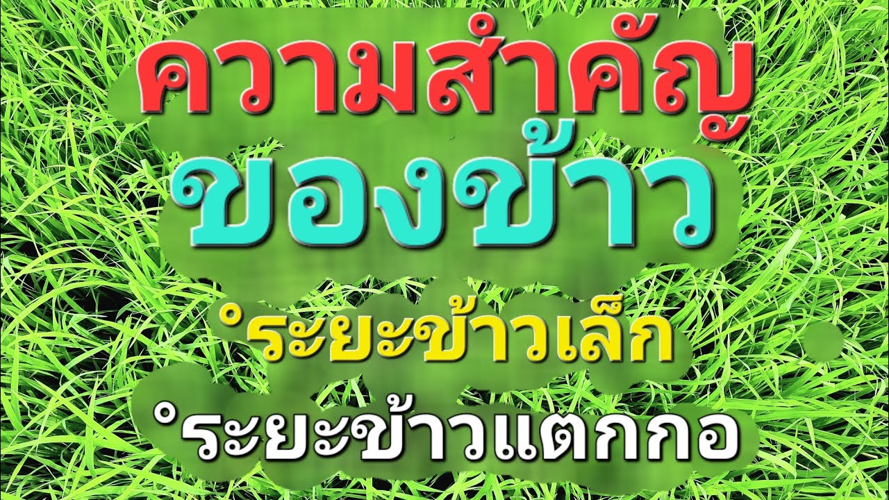 แบ่งระยะ(ข้าวเล็ก,ข้าวแตกกอ) และความสำคัญของข้าวแต่ละระยะ ที่ส่งผลถึงผลผลิต (ตอน2)