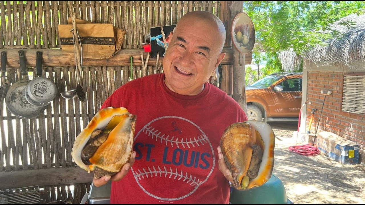 Caracol Burro, extraerlo de la concha y cocinarlo para coctel #mariscos #cocteles