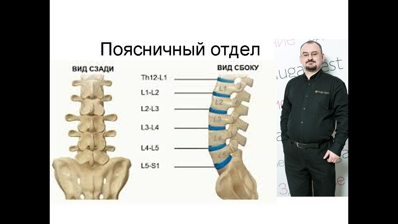 Поясничные и крестцовые нервы