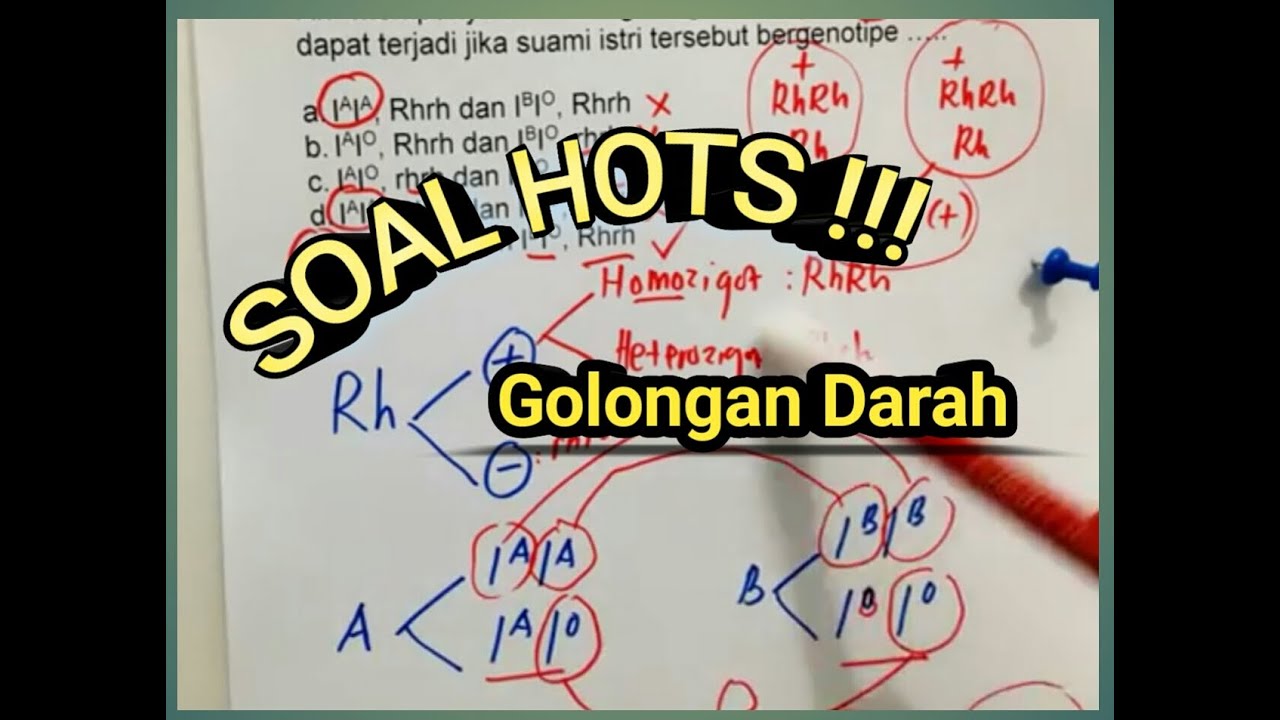 Soal Golongan darah A,B,O vs Rhesus (HOTS) Kelas 12