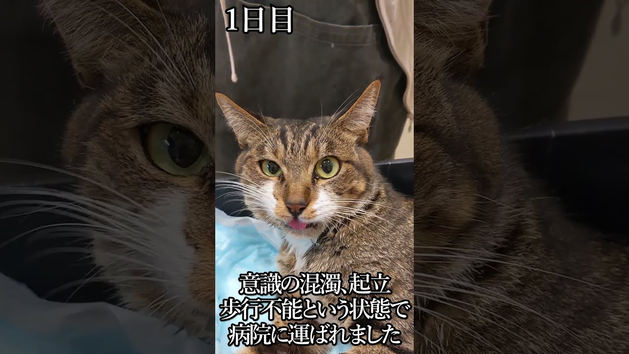 てんかん発作を起こした猫に鍼灸治療を施した記録動画