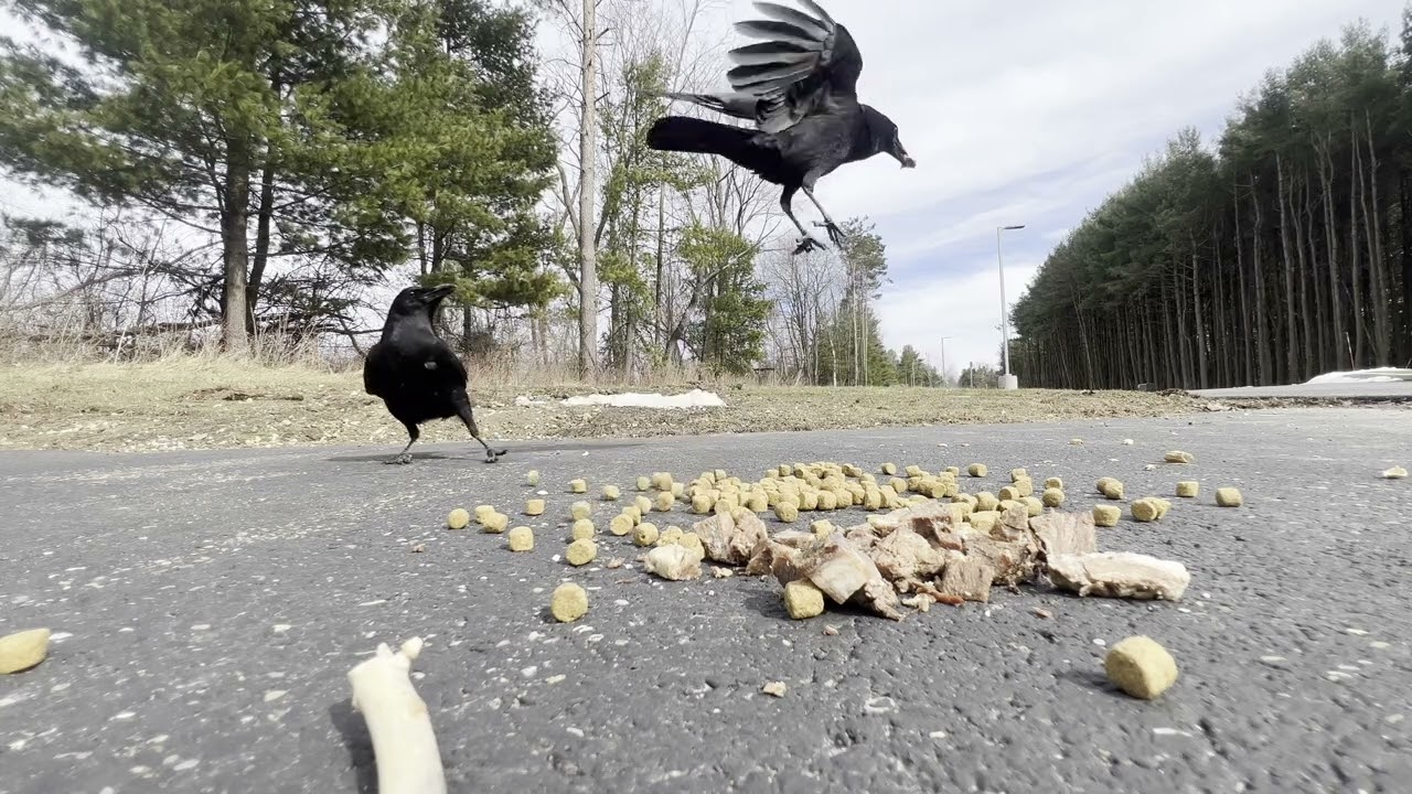 chatty crows: gg squad teaching me new things 