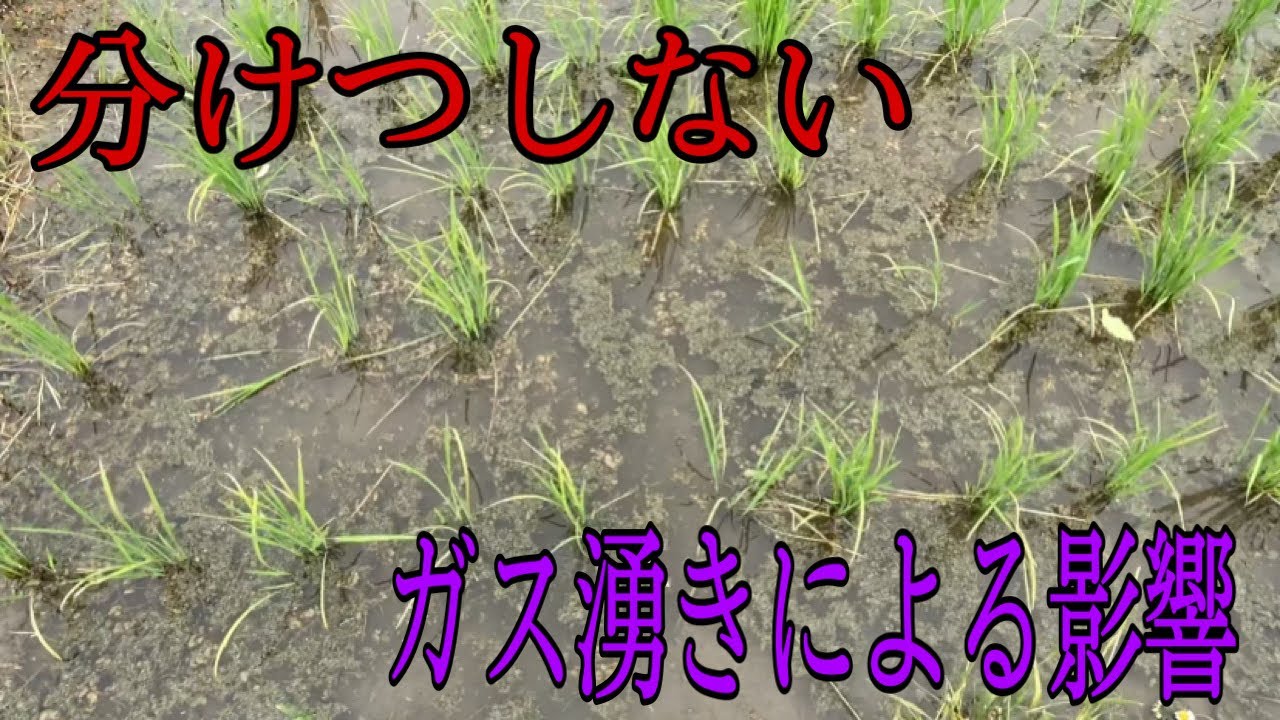 水田にガスが多いとこうなります。