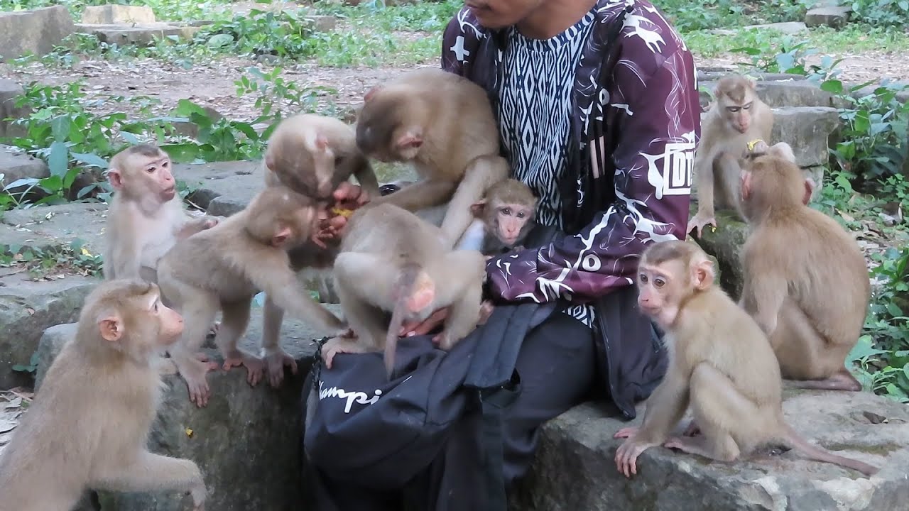 Camera man feeding all monkey of sovana group at evening