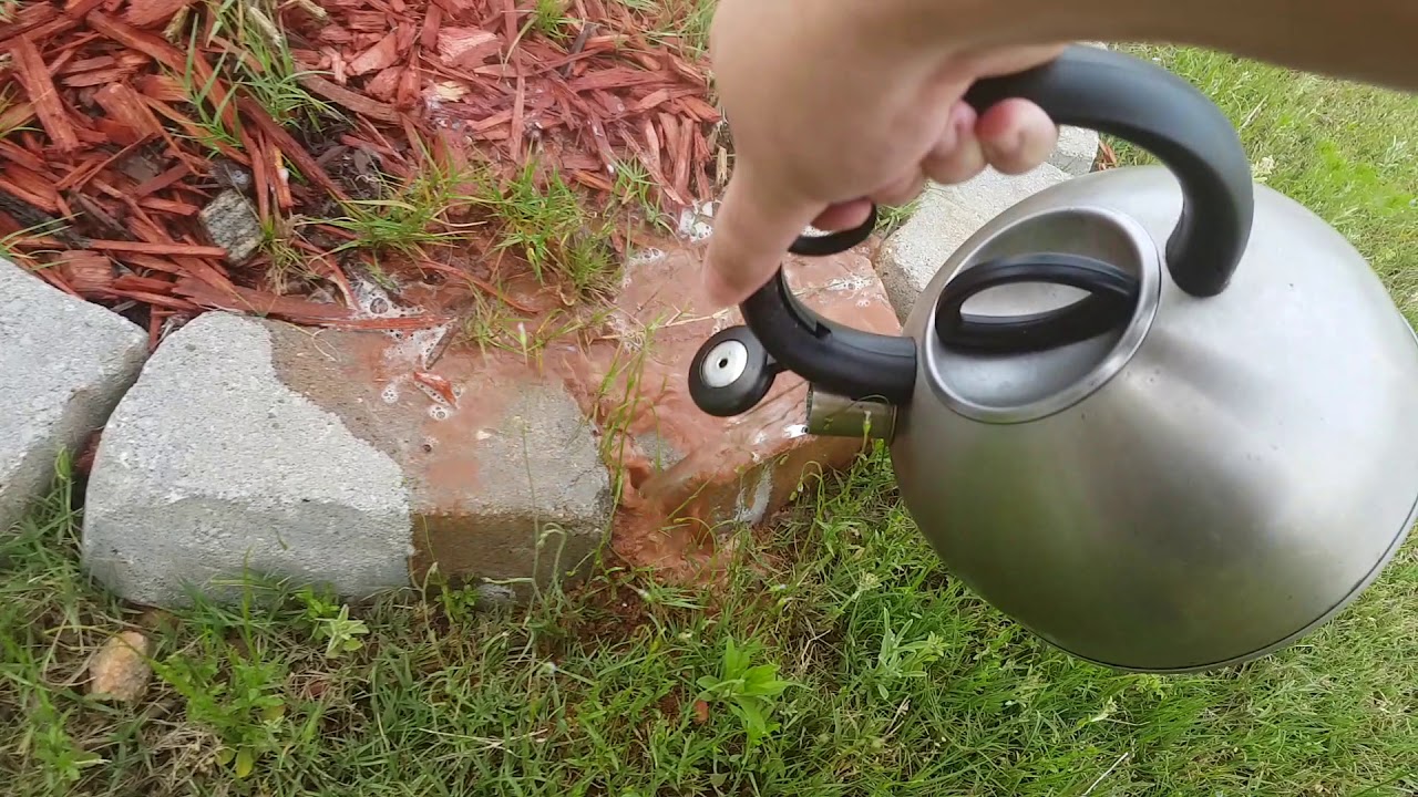 BURNING ANT HILLS WITH BOILING WATER AND SOAP!!! PART 5!!! THE BIGGEST ONE TODAY!!!! [FHD 60FPS]