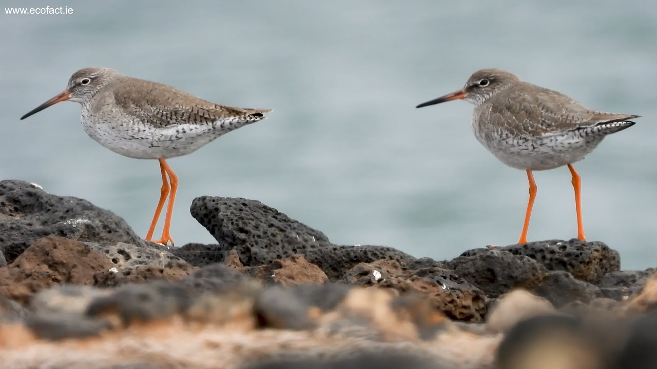 Selected shorebirds; Lanzarote, December 2019