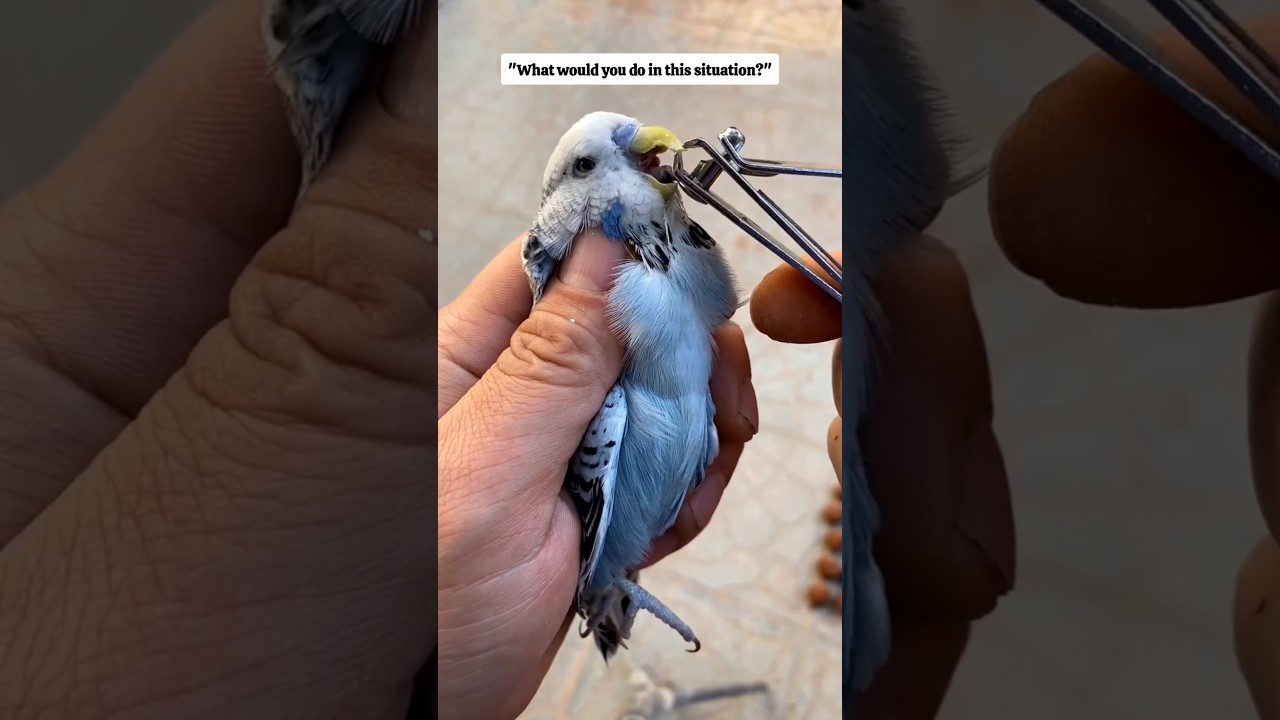 This little baby budgie was struggling #budgies #rescue