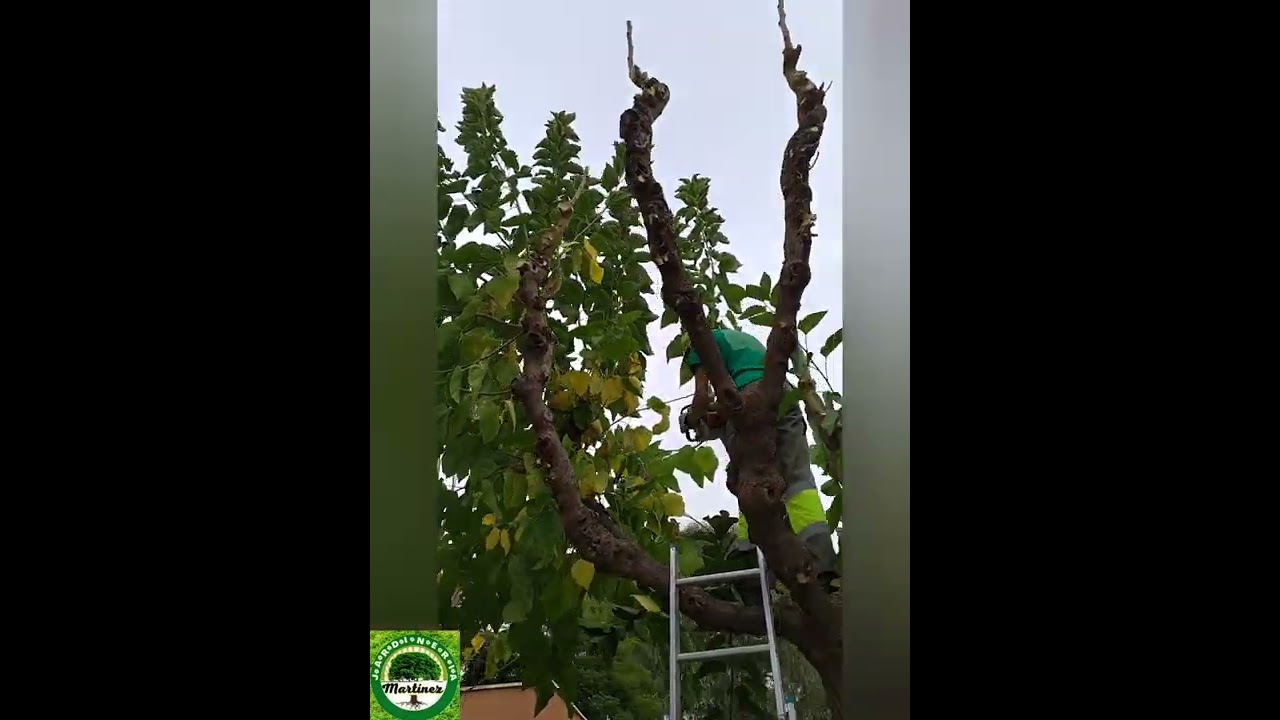 Podando una Morera. Jardinería Martínez.Murcia