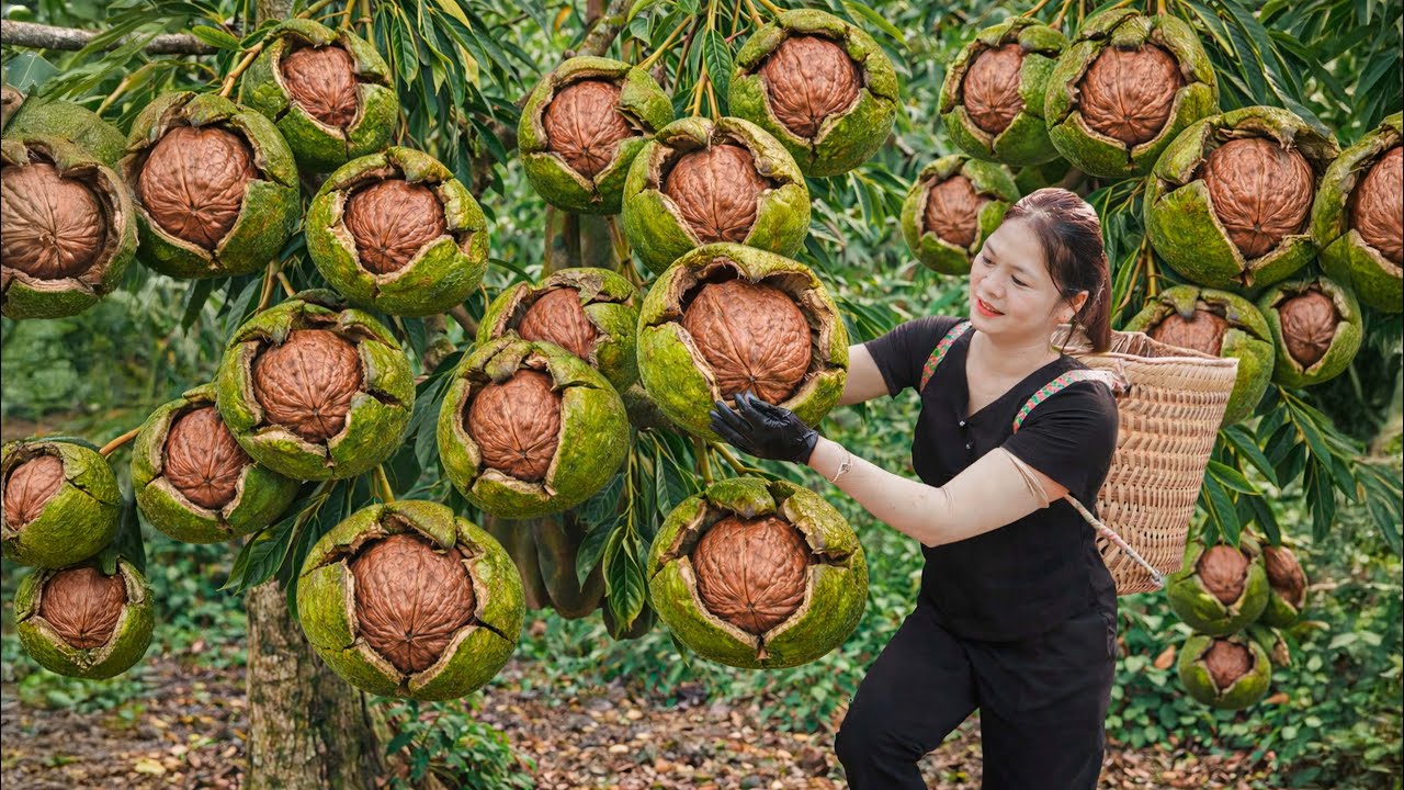 Harvesting Wild Macadamias in Deep Forest | Making Rare Traditional Nut Milk