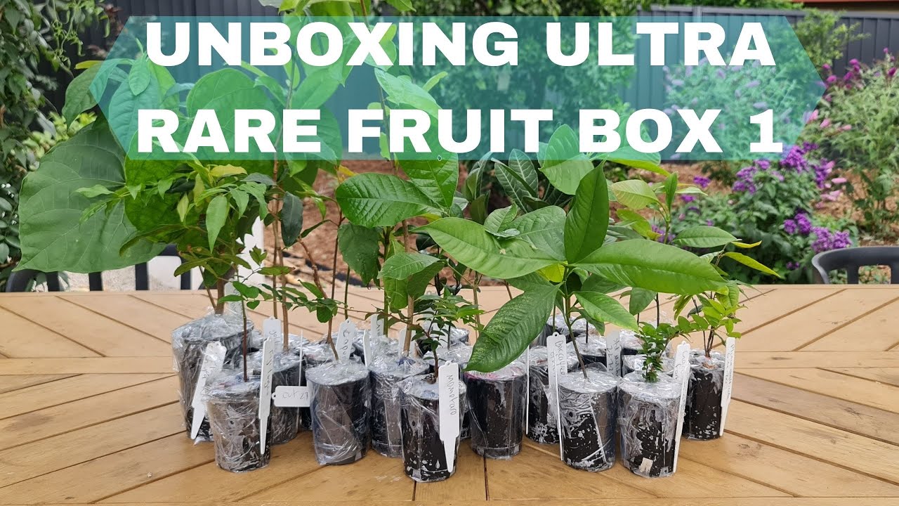 Unboxing DOZENS of Rare Tropic Exotic Fruit // Box 1