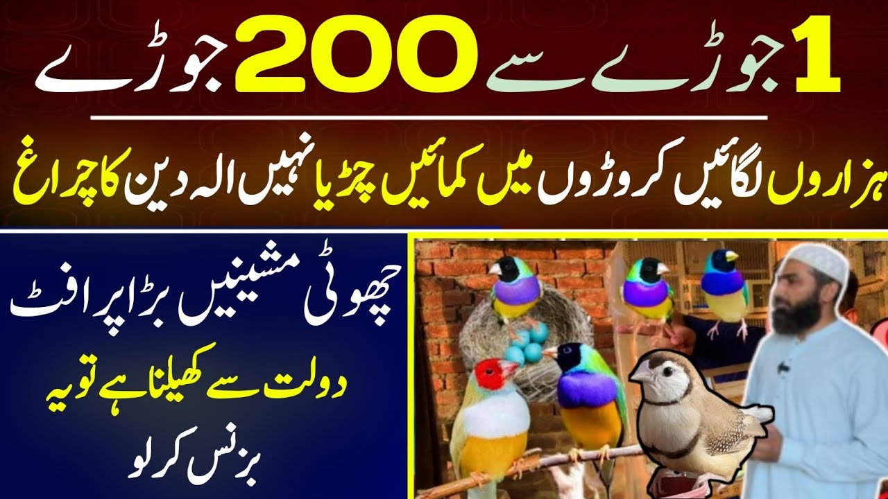 Farming The Best Business in Pakistan | Finch Farming in Lahore | Finch Farming