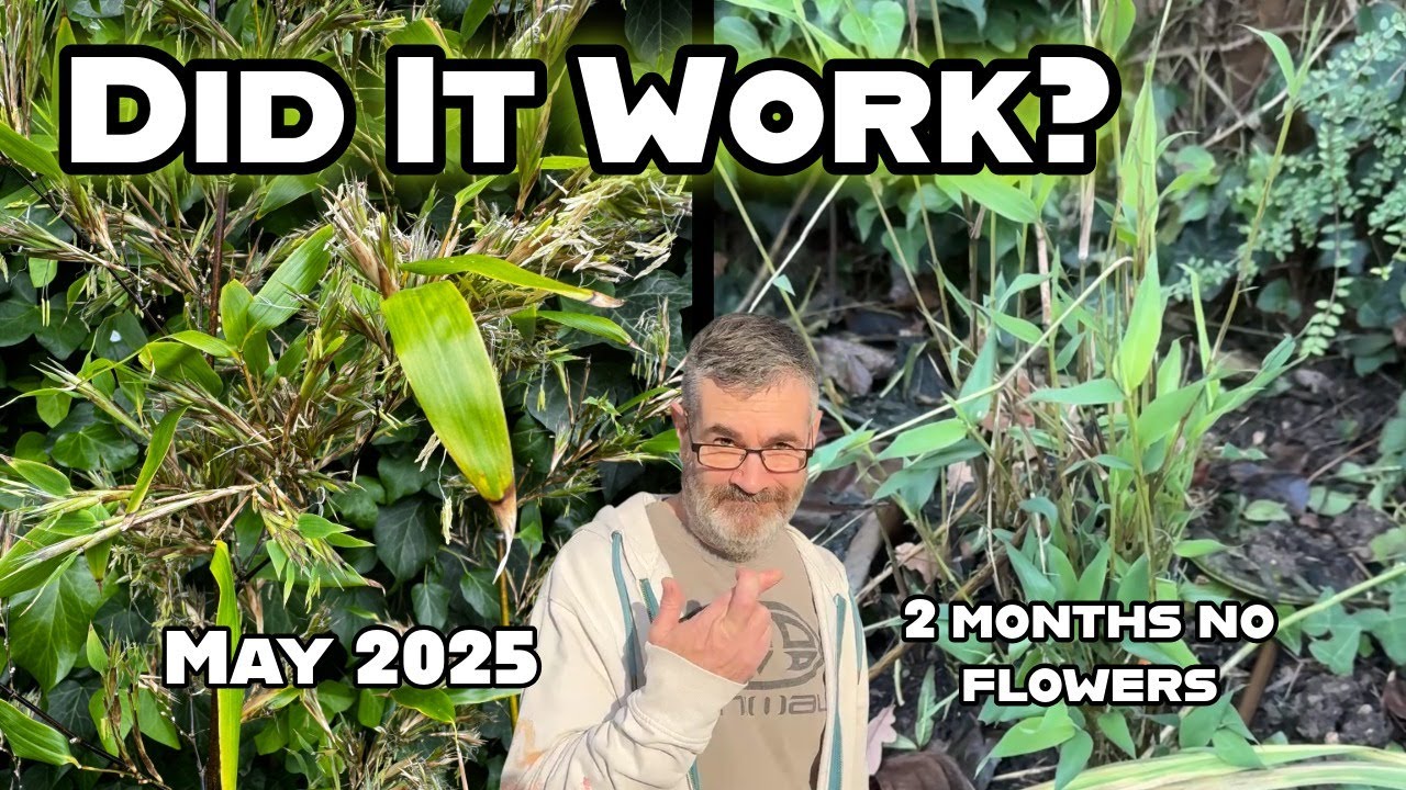 Black Bamboo Flowering Crisis - 6 Month Rescue Mission Results