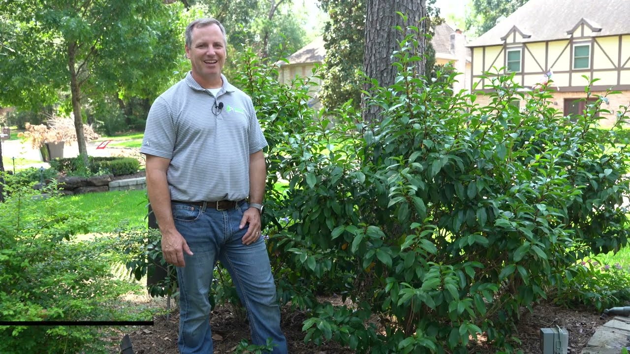 Banana Shrub - Archer Services