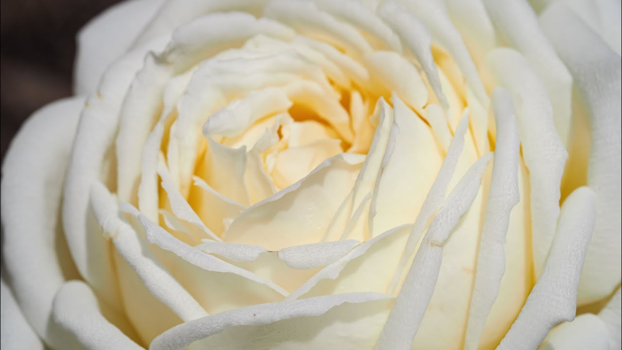 Rose JEANNE MOREAU® Meidiaphaz blooming beautifully right after summer heat