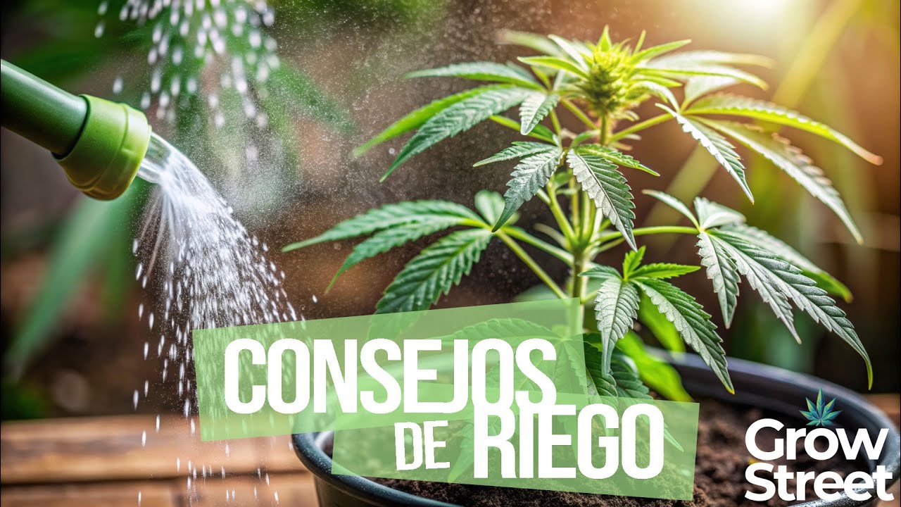 GU&Iacute;A DE RIEGO DE CANNABIS - CONSEJOS PARA UN CRECIMIENTO &Eacute;PICO