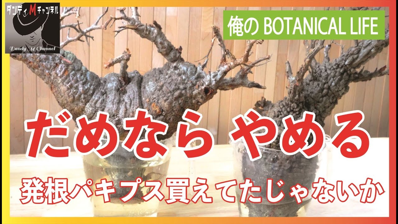 これがダメならやめる！ヤフオクパキプスの発根管理　オペルクリカリアパキプスに散財してしまった末路