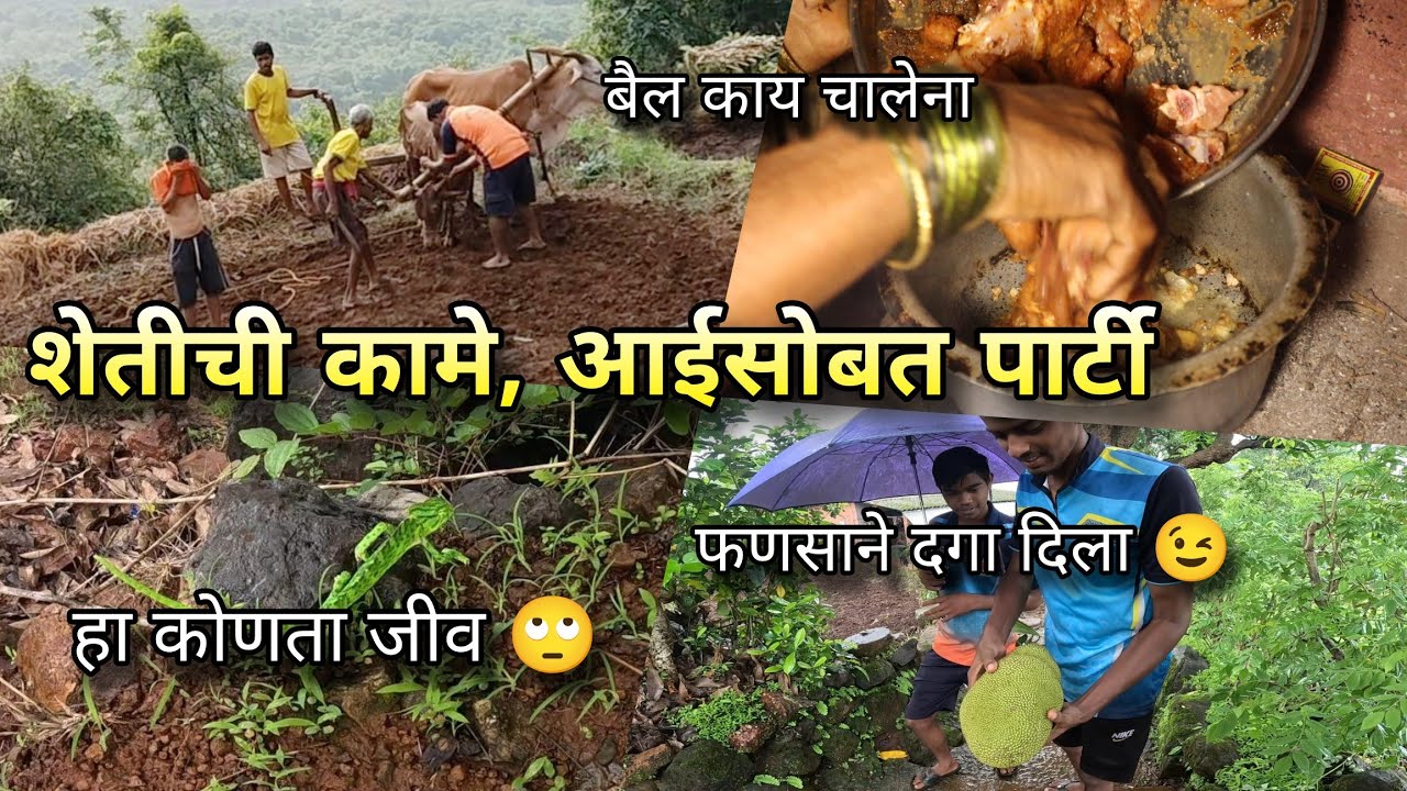 बैलांना नांगराला असे शिकवितात, आज आईसोबत चिकन पार्टी | Village Life, Konkan Vlog | Kokankar Avinash