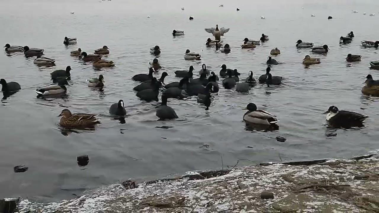 birds circle on the water in the frost/ASMR/Natur Sounds 