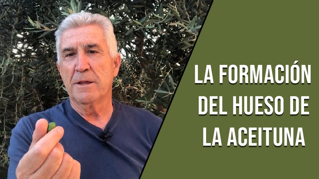 La formación del hueso de la aceituna