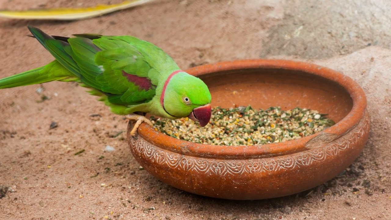 Discover the Wonders of Yasuni National Park: Top 5 Must-See Spots!