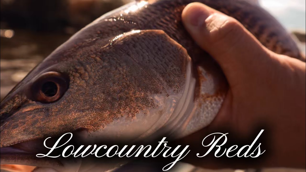 FEBRUARY REDS IN THE LOW COUNTRY | Ep.6