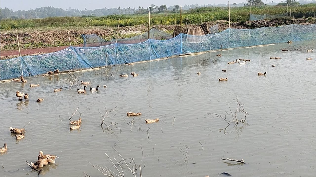 গ্রামের বাড়ির খামার।  হাঁস ও মাছের মিশ্র চাষ। শিবালয়। মানিকগঞ্জ। 