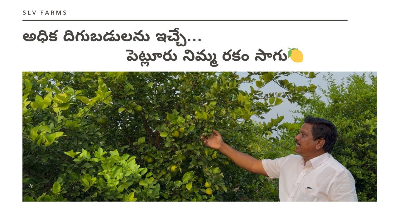 అధిక దిగుబడులను ఇచ్చే పెట్లూరు నిమ్మ రకం సాగు 🍋 #lemon #plants #cultivation #telugu #agriculture