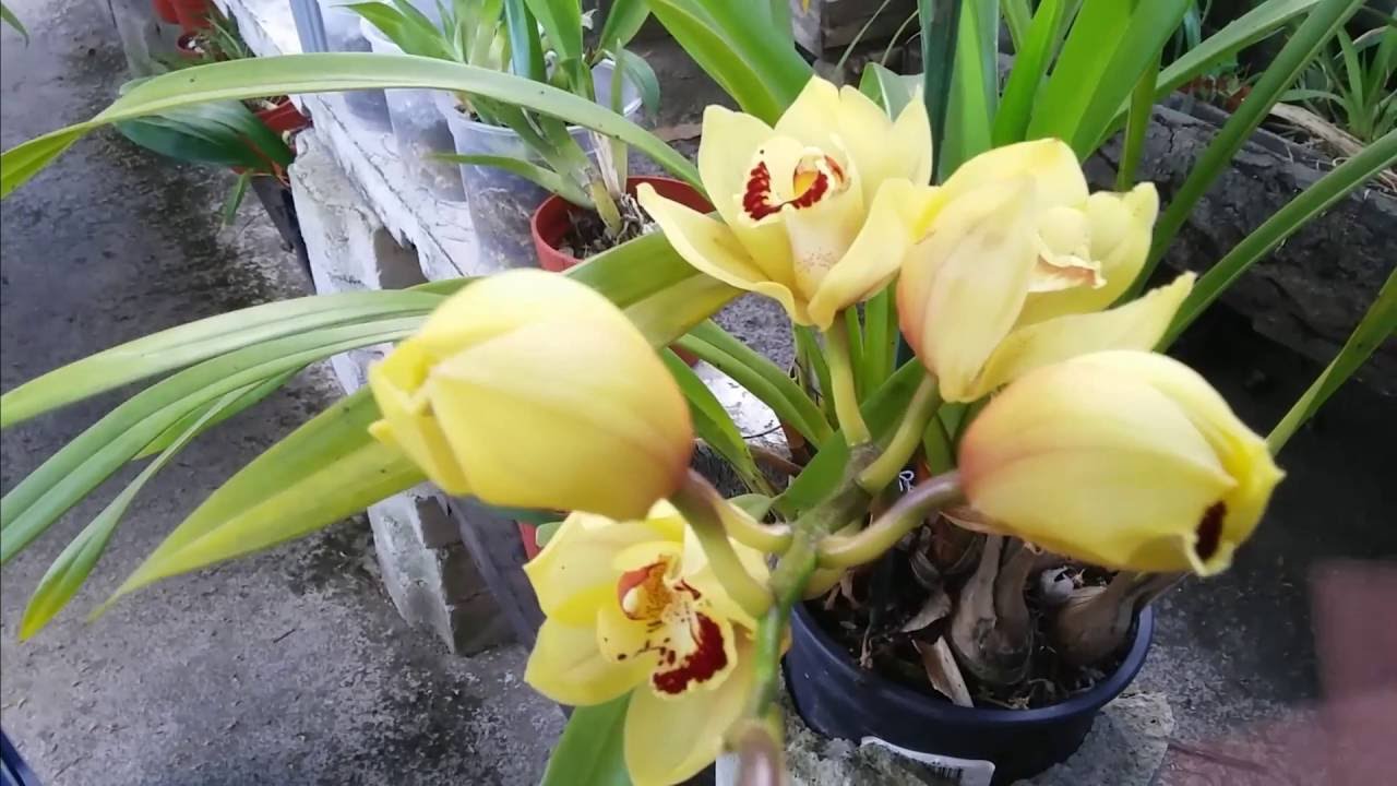 ¿Cada cuanto florece una orquídea? || Orquiplanet