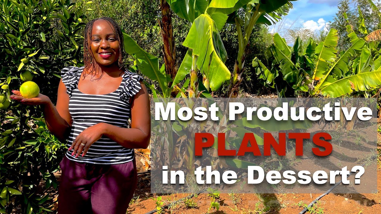 Farm Tour in the Dry Season 🌵 | How We Stay Productive Without Rain!