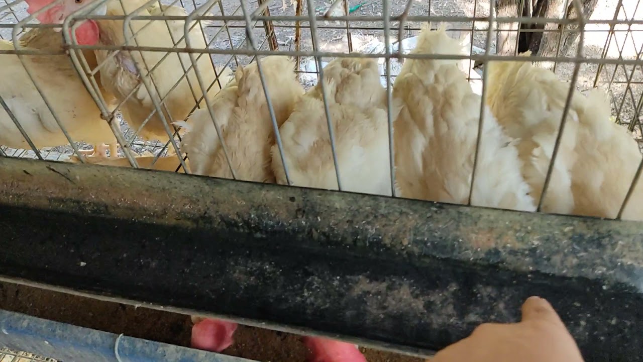 bakit bumagsak ang production Ng ating MGA alagang manok