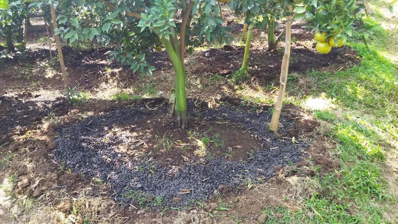 pemberian pupuk kandang pada tanaman jeruk