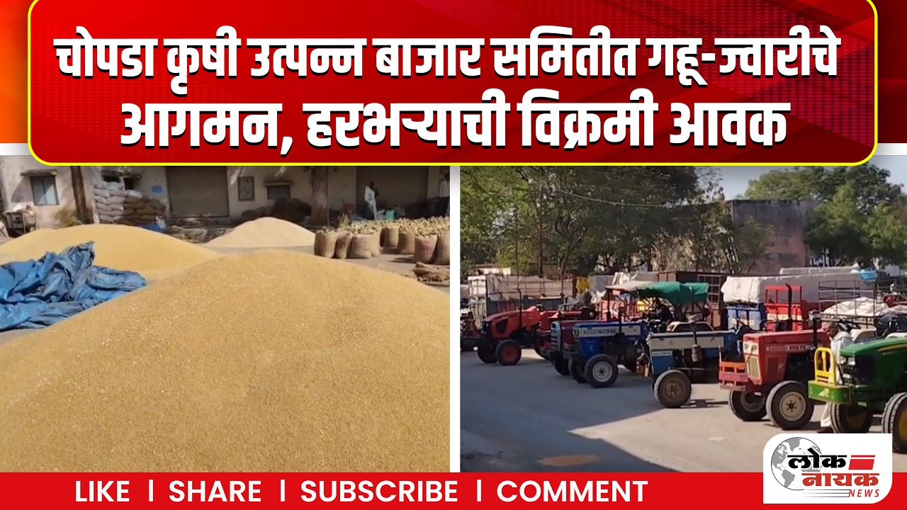 Jalgaon: चोपडा कृषी उत्पन्न बाजार समितीत गहू-ज्वारीचे आगमन, हरभर्‍याची विक्रमी आवक