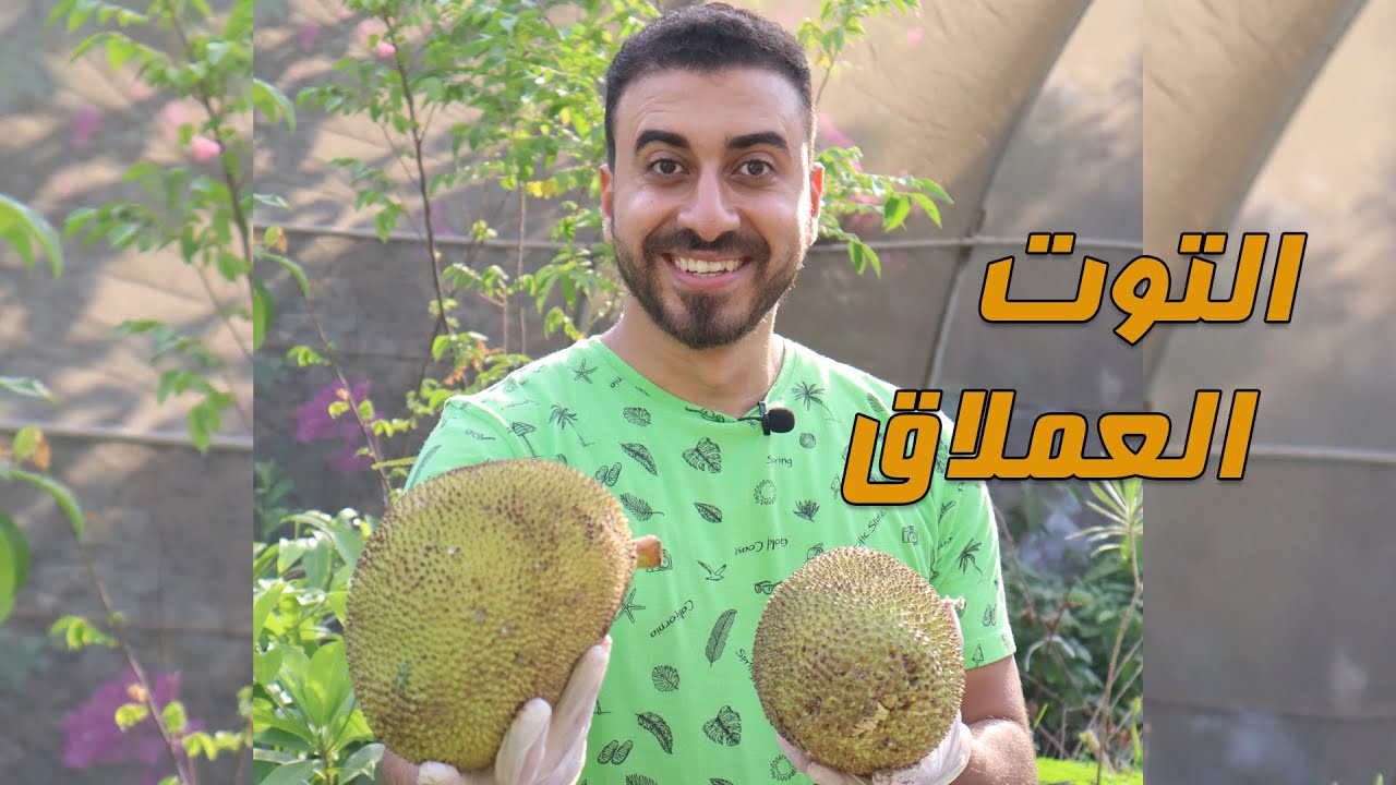 أكبر توت في العالم الجاك فروت وفاكهة البمبر