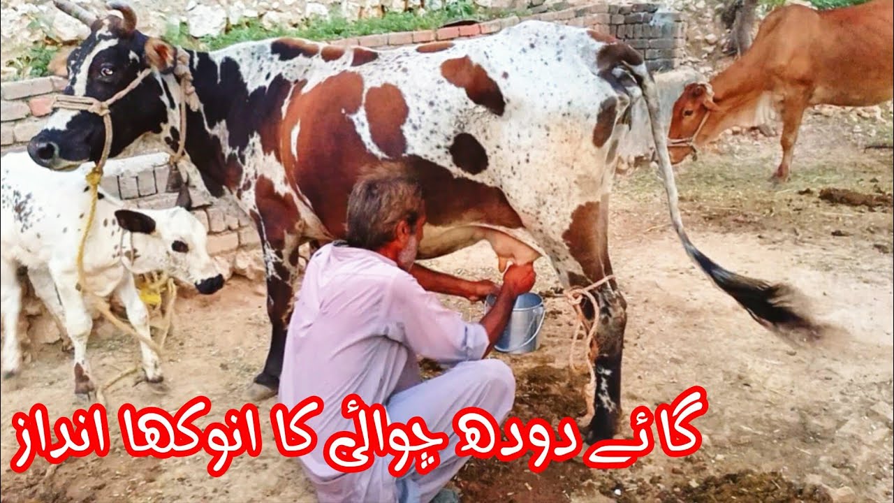 OLD STYLE OF A VILLAGER COW MILKING 