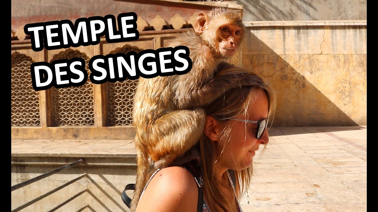 ON SE FAIT ATTAQUER PAR DES SINGES - Temple des singes