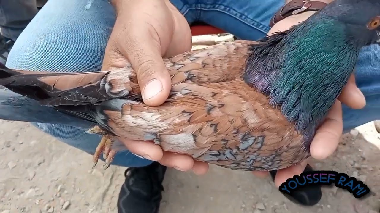 سوق القريعة الحمام الزاجل وزينة السبت تعرف على اثمنة جميع انواع الحمام والدجاج والارانب