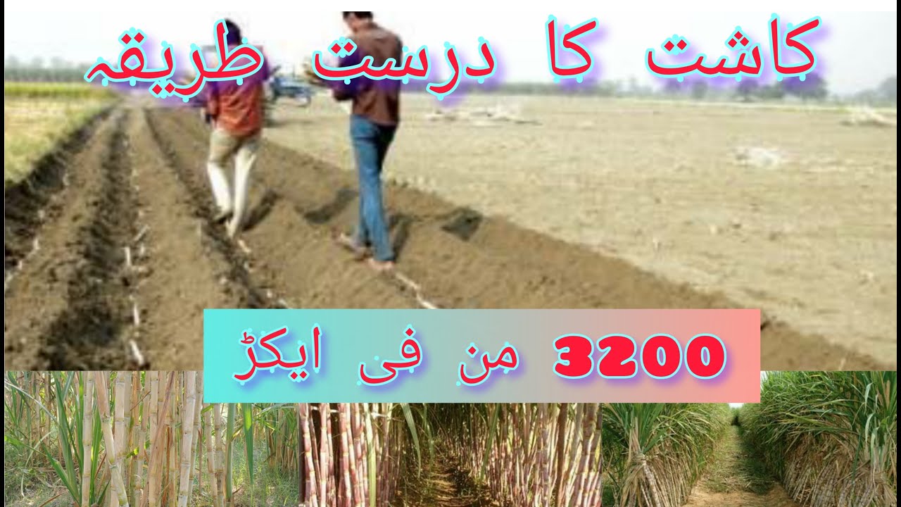 Sugar cane kamad ki kasht ka durost tarika sugar cane pit method 3200 man pedawar