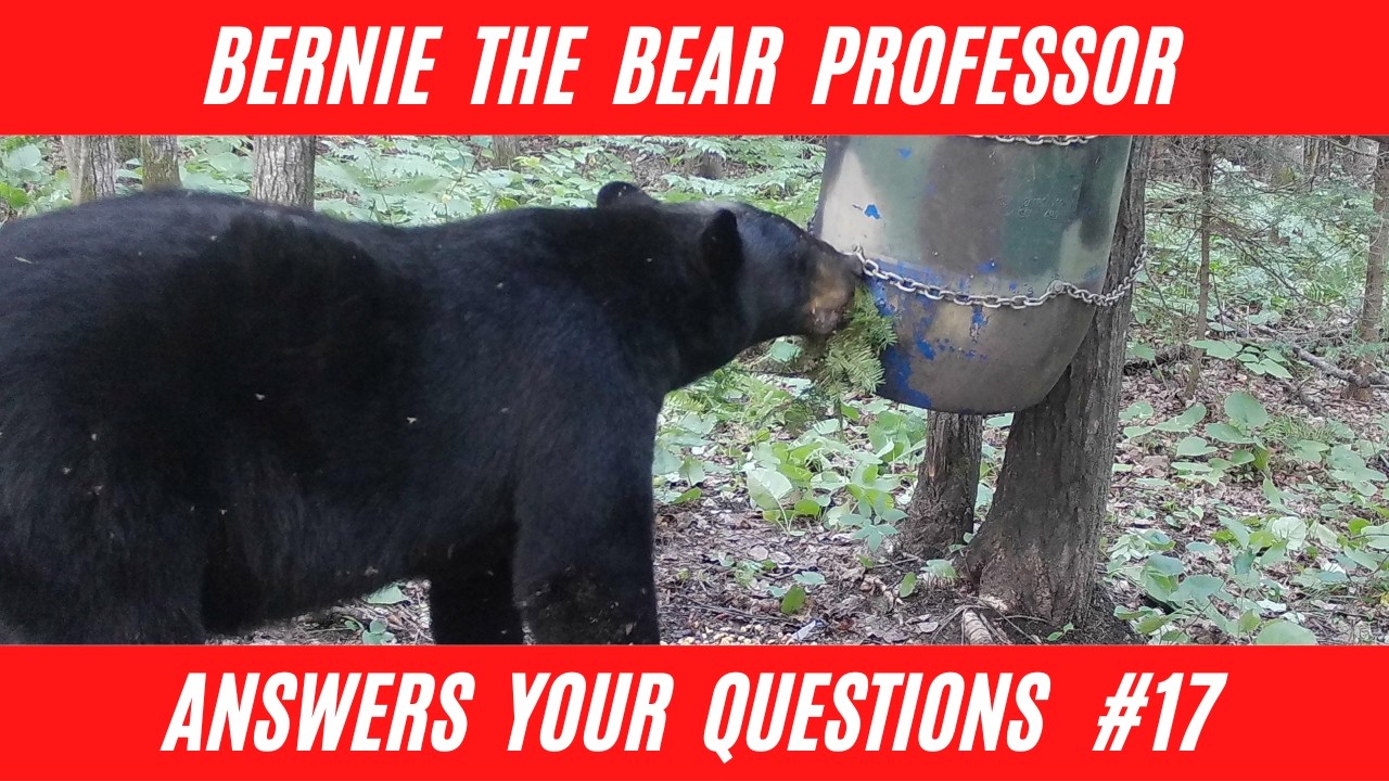 Bear hunting questions answered by the Bear Professor