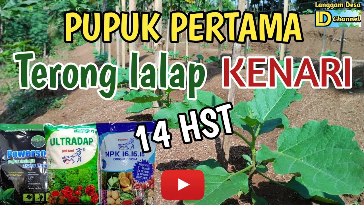 PUPUK PERTAMA TERONG LALAP KENARI USIA 14 HST