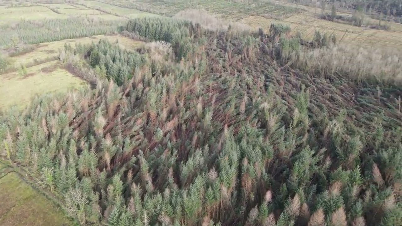 Forestry after Storm Eowyn taken in Cloone, Co. Leitrim