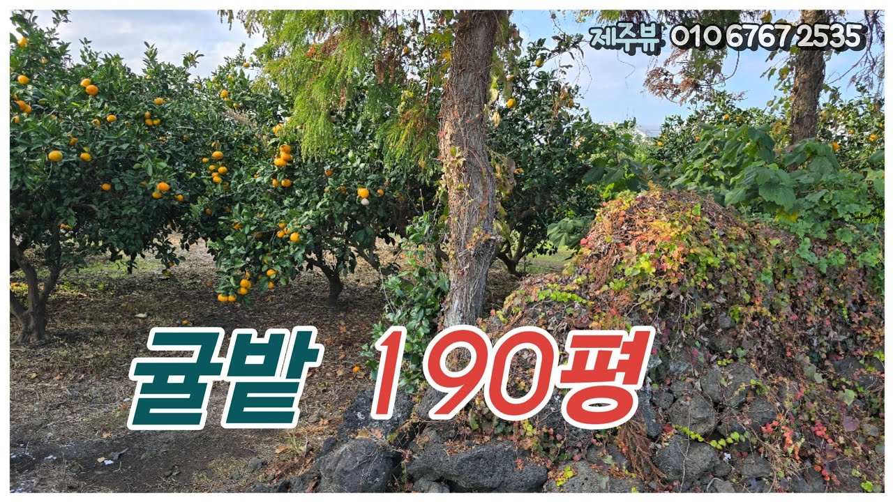 애월읍 하가리 분위기 정말 좋은 작은과수원 1억5천