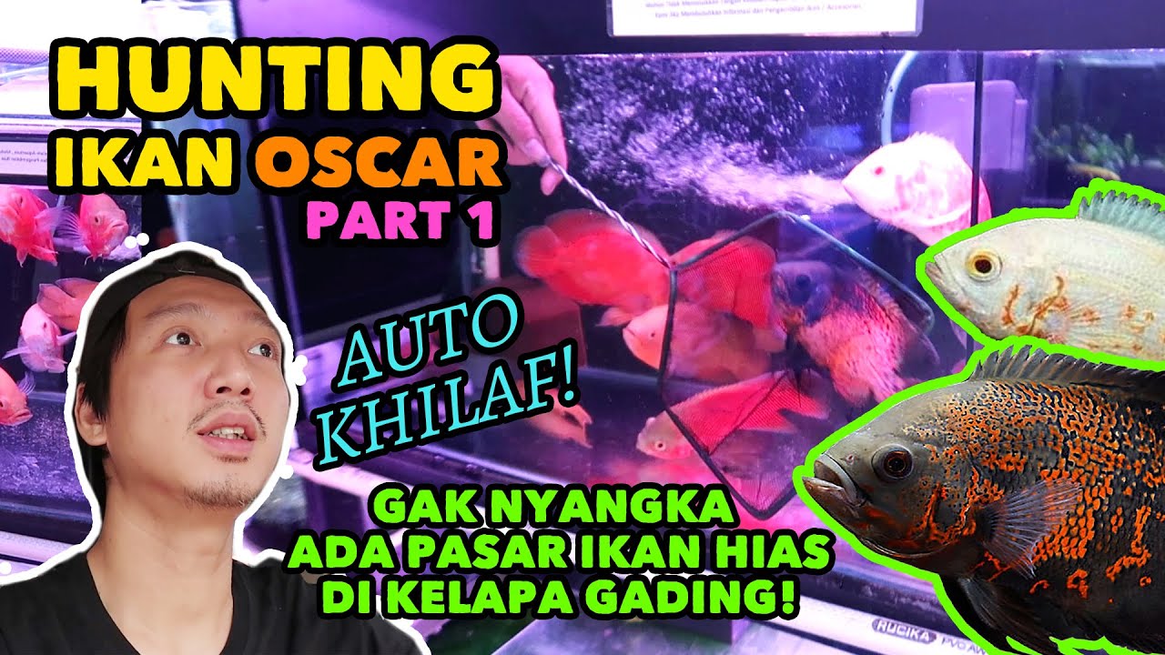 Berburu Ikan Oscar di Pasar Ikan Kelapa Gading - Part 1