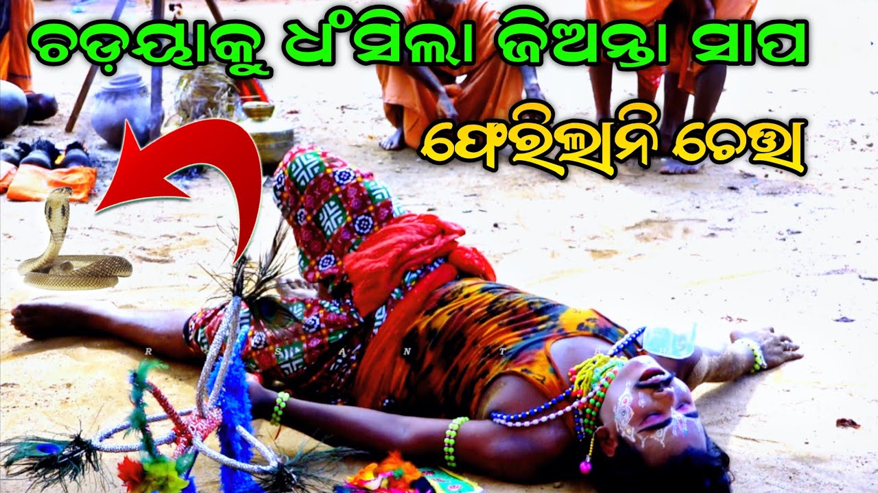 ଦିନବେଳେ ଚଡ଼ୟାକୁ ଧଂସିଲା ସାପ ! ଫେରିଲାନି ଚେତ୍ତା 😱 | Viral Video | Chadayalila | Kandarasingh Dandanacha