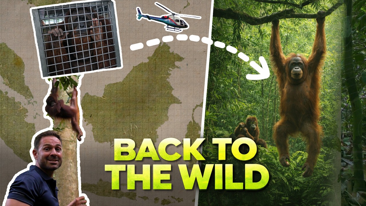 From Rescue to Freedom: Releasing an Orangutan Into the Borneo Rainforest