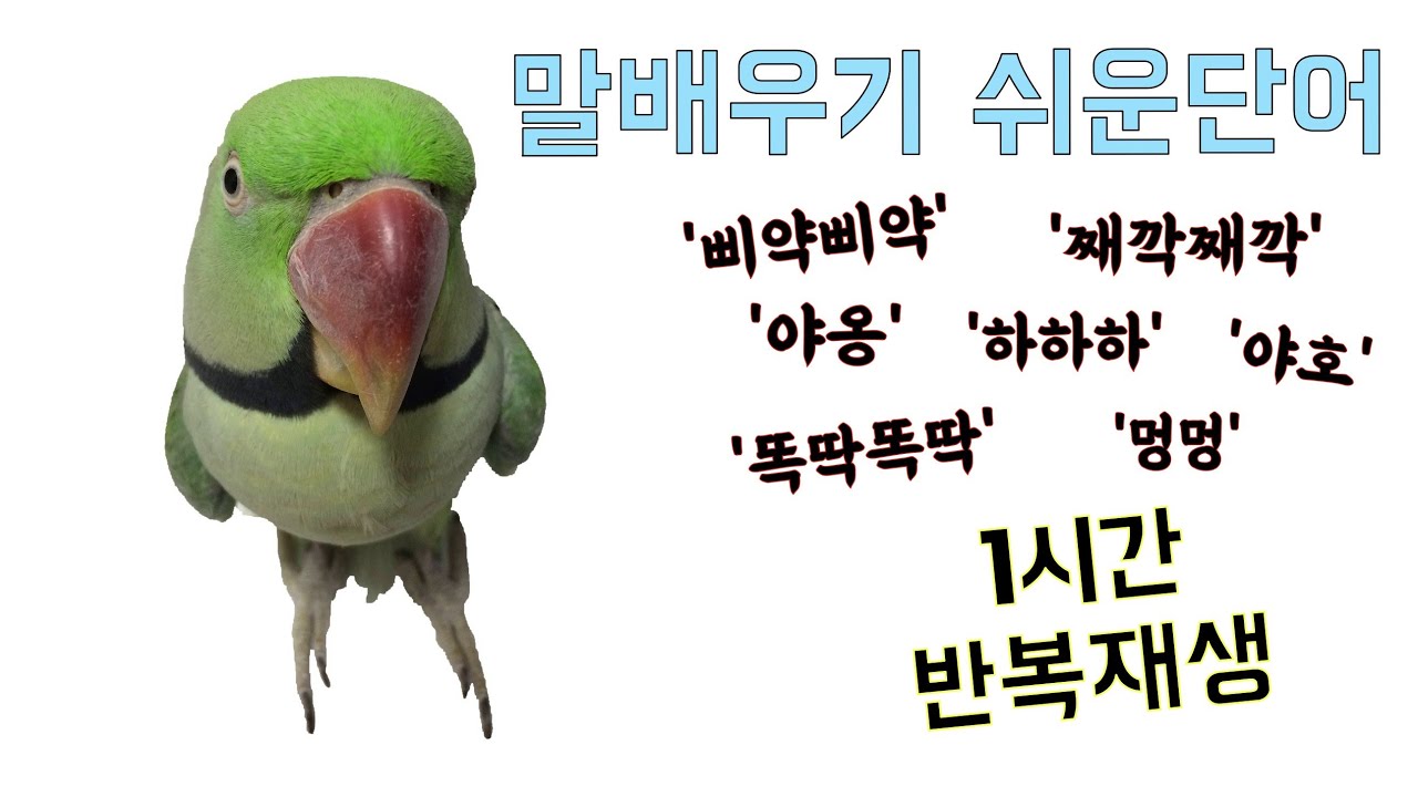 앵무새 말가르치기, 배우기 쉬운 단어 반복 1시간(의성어)