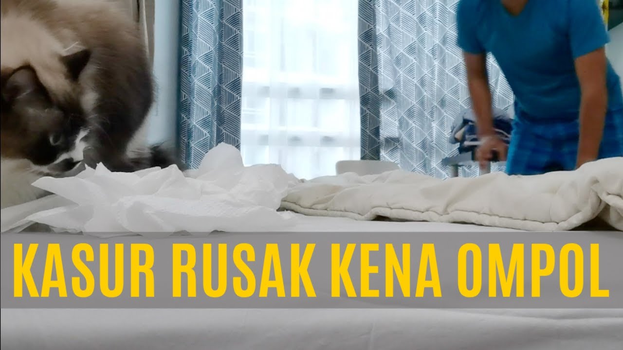 Rahasia Hilangkan Ompol Pesing Kucing