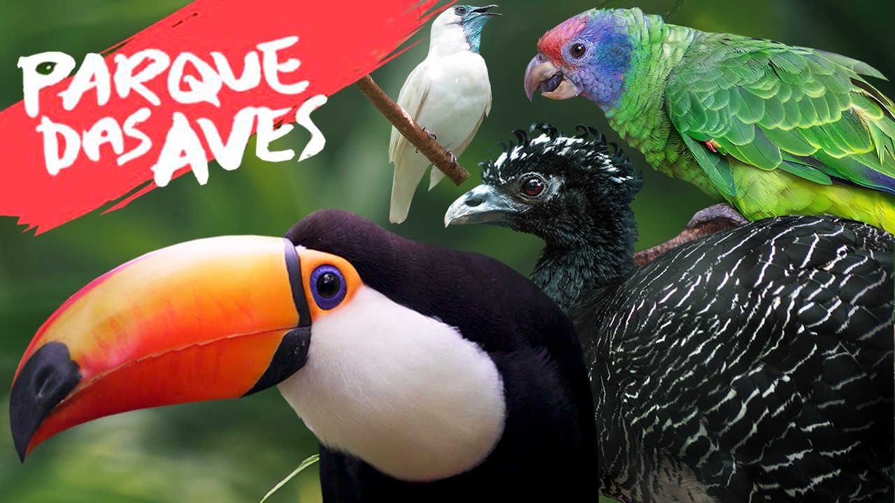 MAIOR PARQUE DAS AVES da América Latina | PARQUE DAS AVES - FOZ DO IGUAÇU