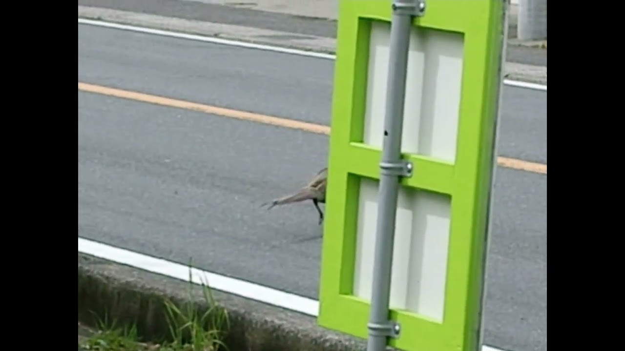 Pheasant crossing the road（道路を渡るキジ）