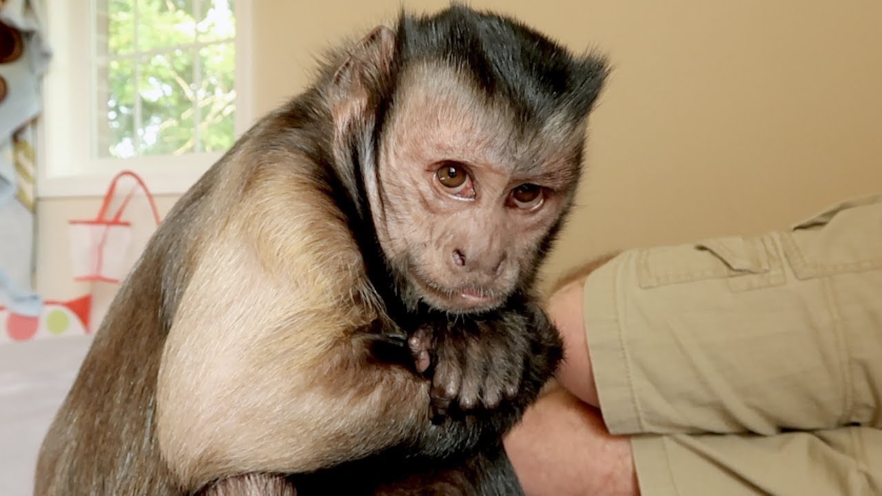 Capuchin Monkey Wants His Grapes!