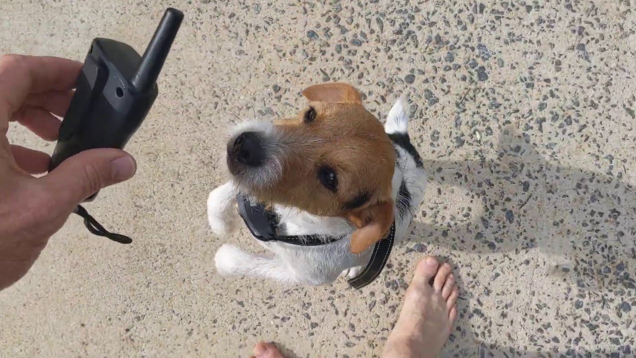 PATPET 320 Dog Shock Collar Review | It is so completely worth